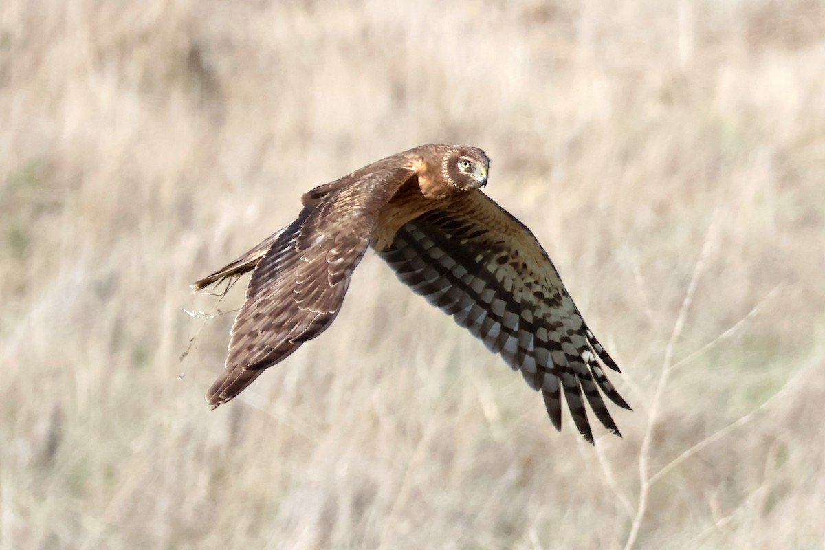 Northern Harrier - ML645246011