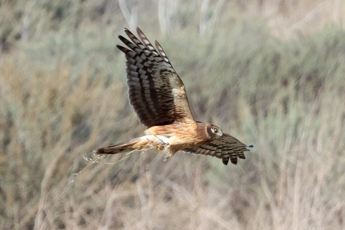Northern Harrier - ML645246014
