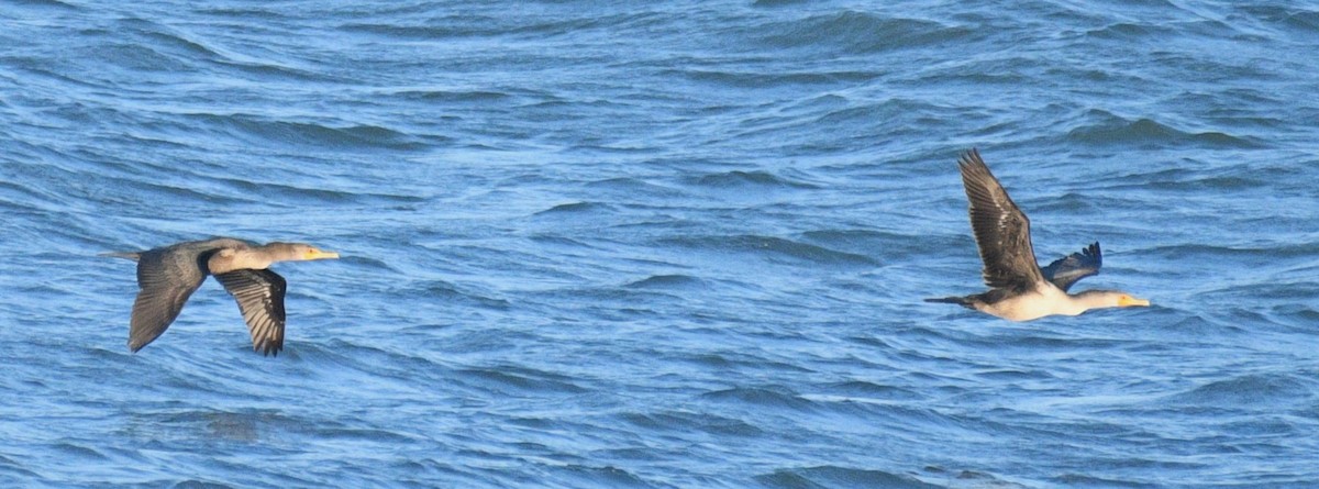 Cormoran à aigrettes - ML645246016