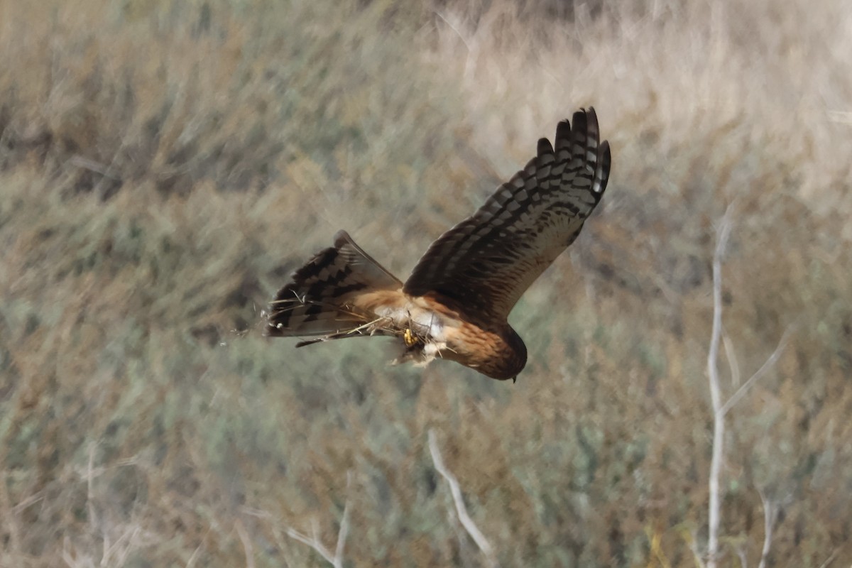Northern Harrier - ML645246017