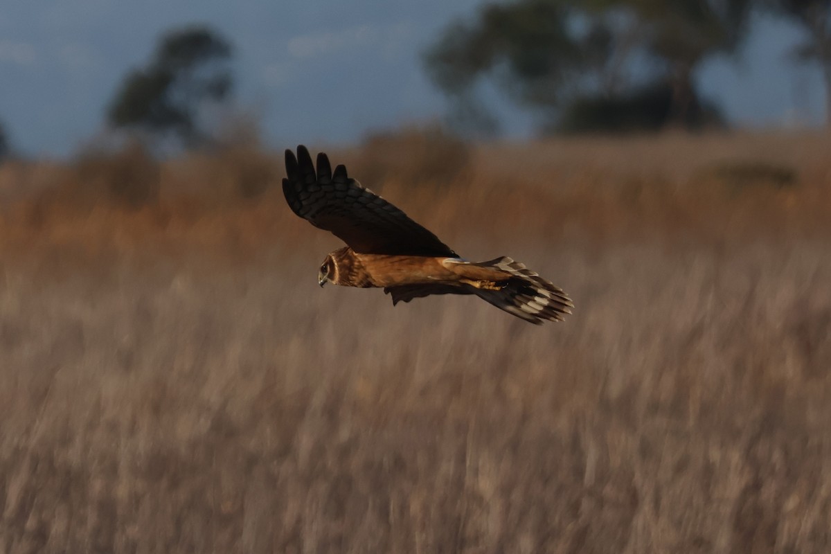 Northern Harrier - ML645246026