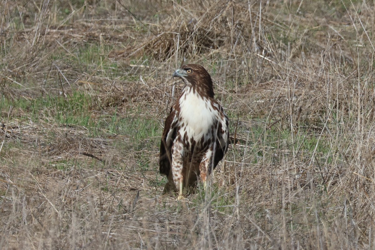 Red-tailed Hawk - ML645246031