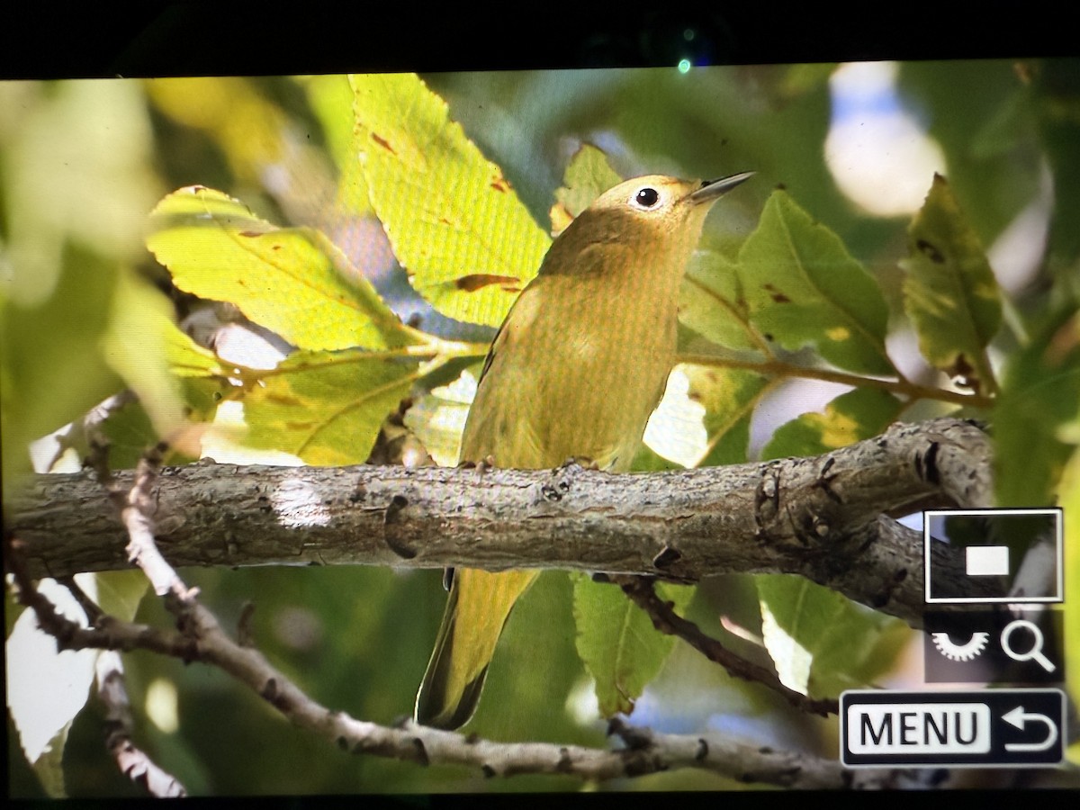 Northern Yellow Warbler - ML645246032