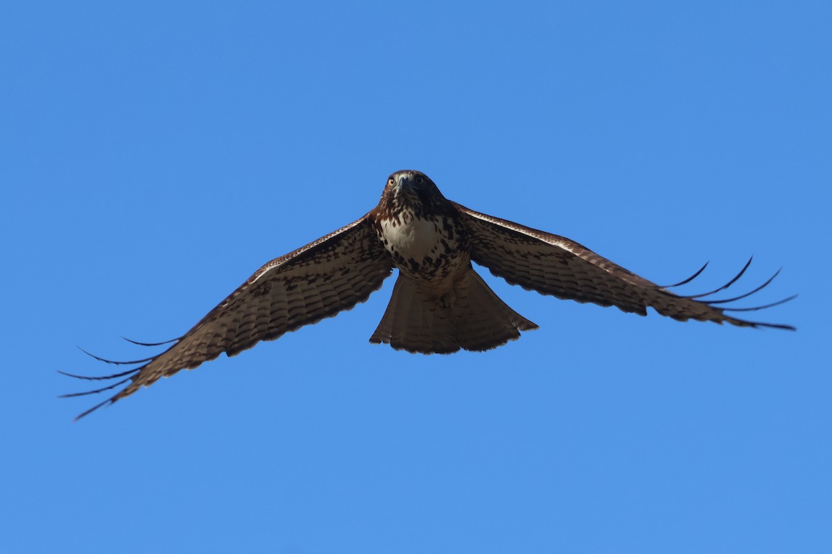 Red-tailed Hawk - ML645246035