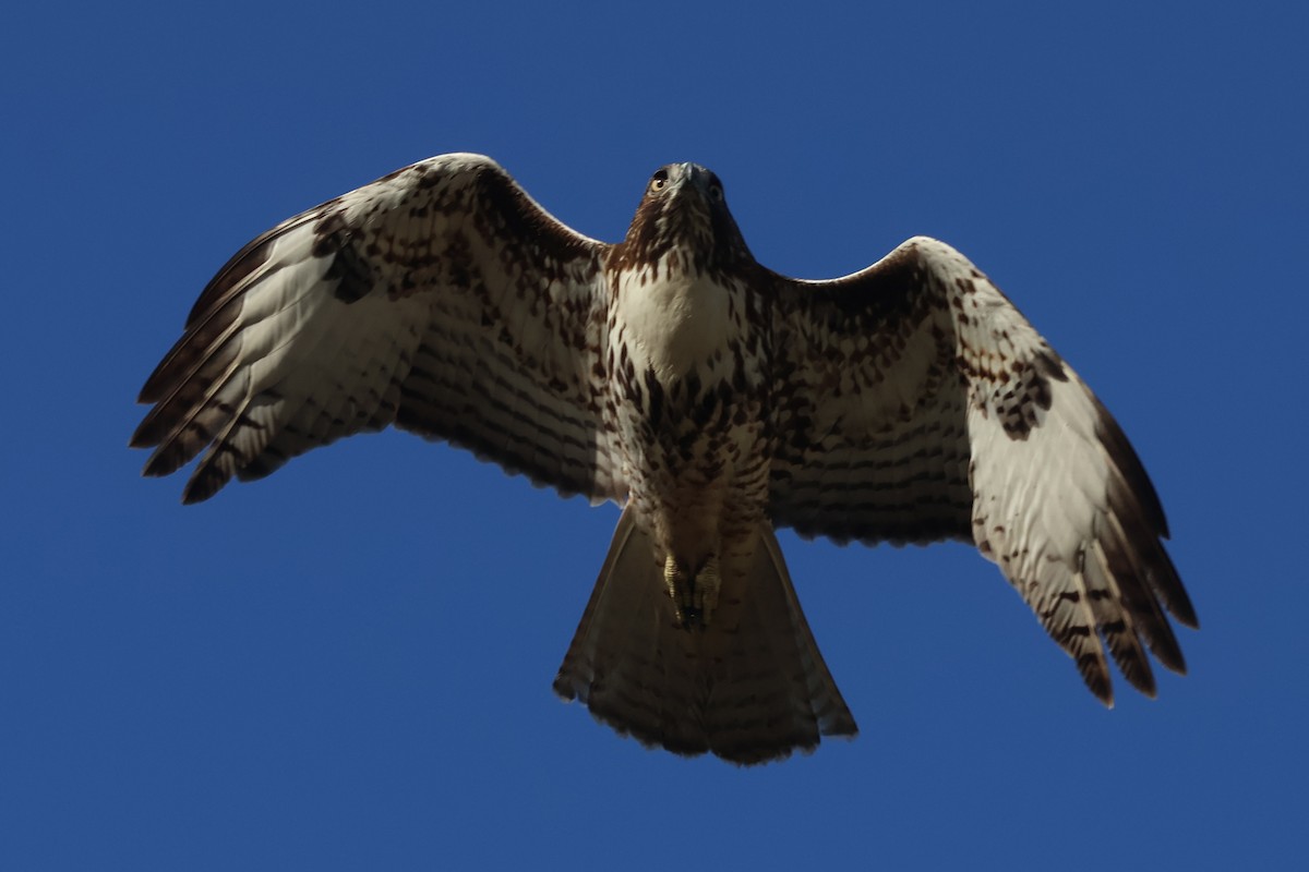 Red-tailed Hawk - ML645246037