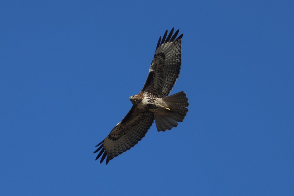 Red-tailed Hawk - ML645246039