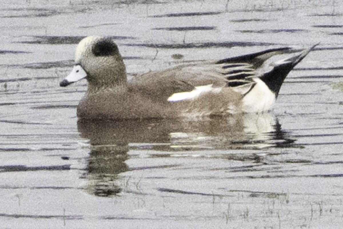 Canard d'Amérique - ML645246054