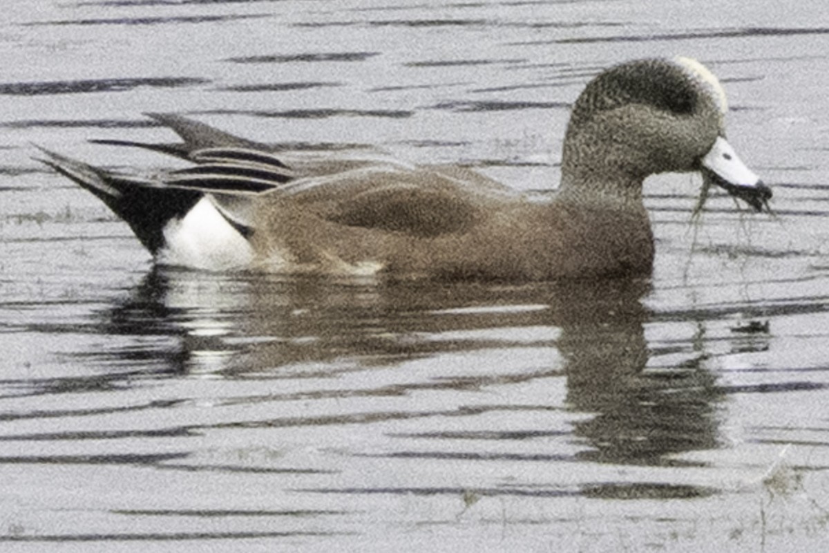 Canard d'Amérique - ML645246055