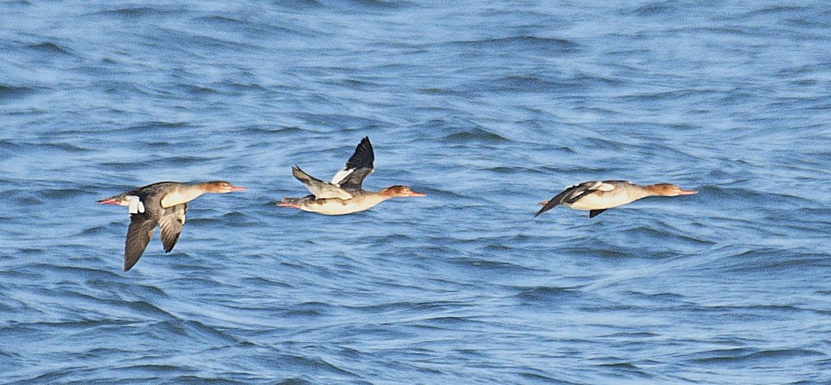 Serreta Mediana - ML645246067