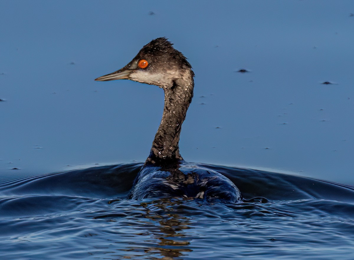 ハジロカイツブリ - ML645246074