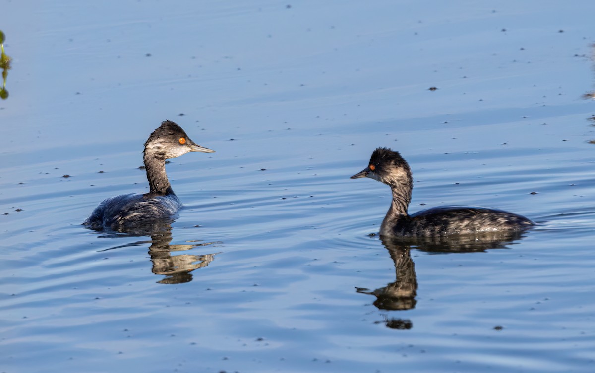 ハジロカイツブリ - ML645246075