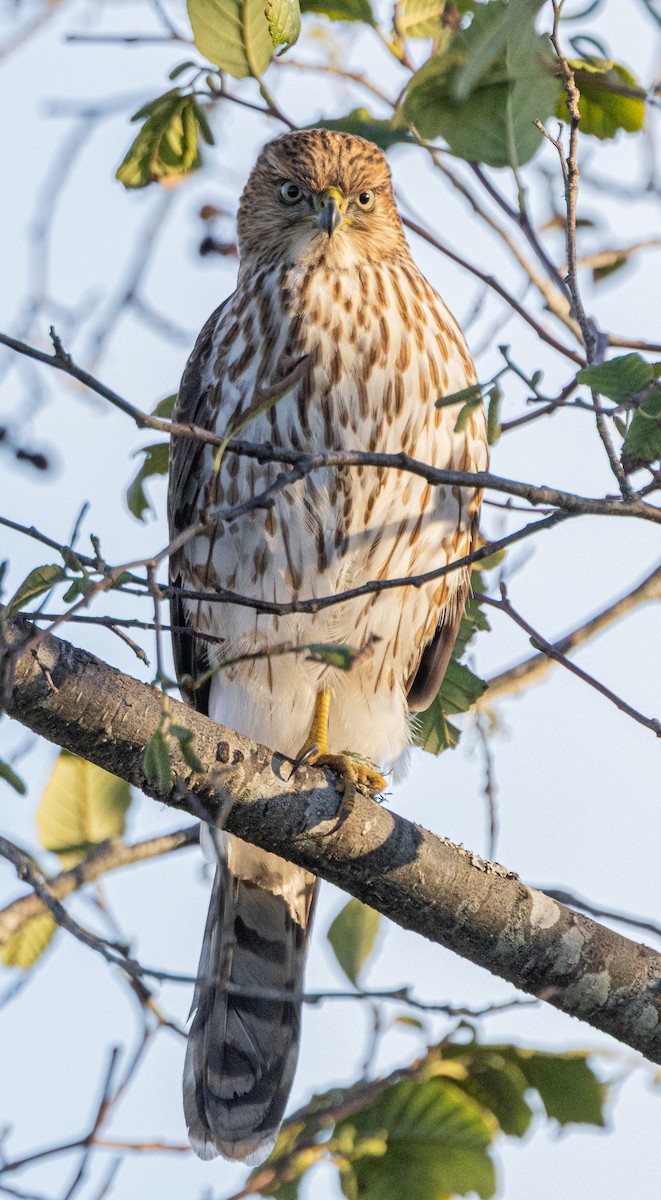Cooper's Hawk - ML645246078