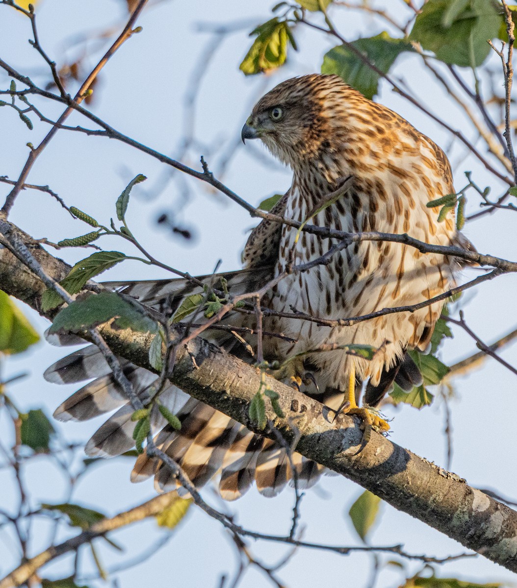 Cooper's Hawk - ML645246079