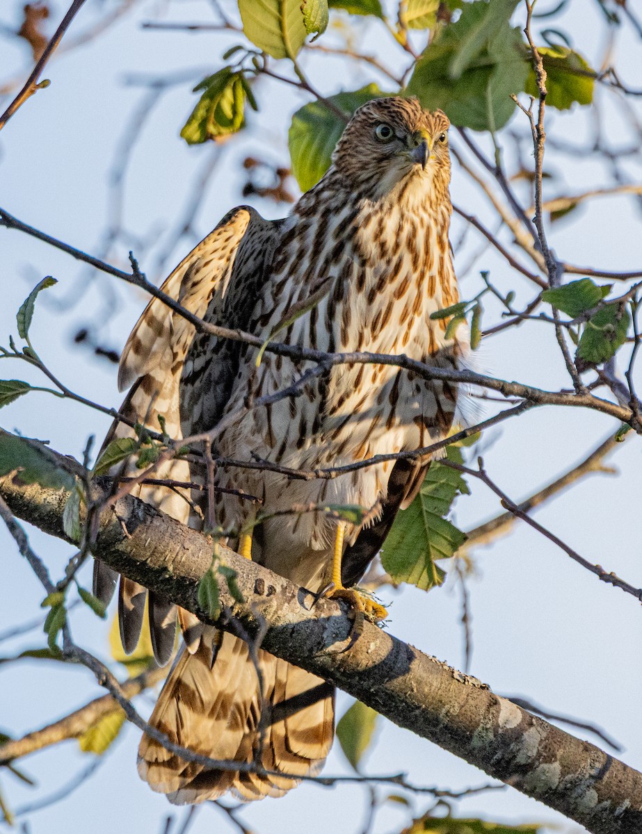 Cooper's Hawk - ML645246080