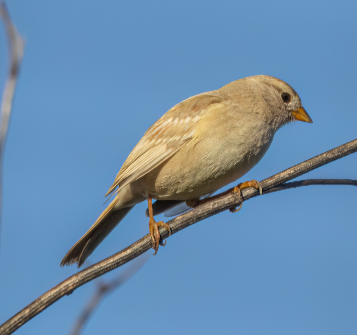 Porsuk Serçesi - ML645246100