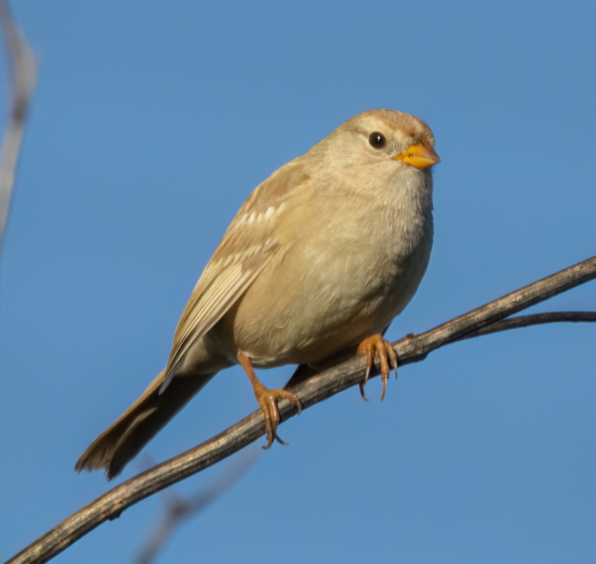 Porsuk Serçesi - ML645246101