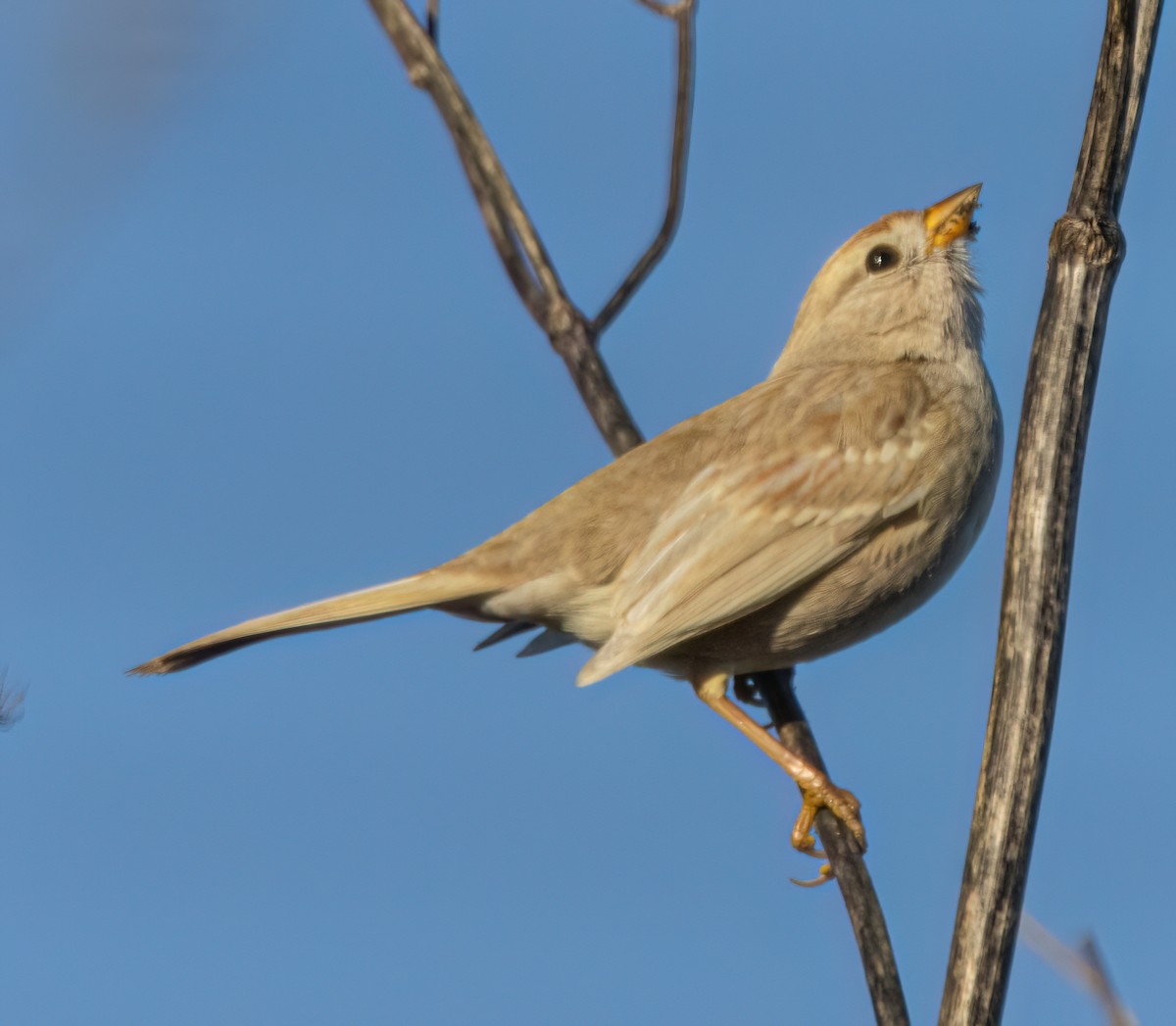 Porsuk Serçesi - ML645246102