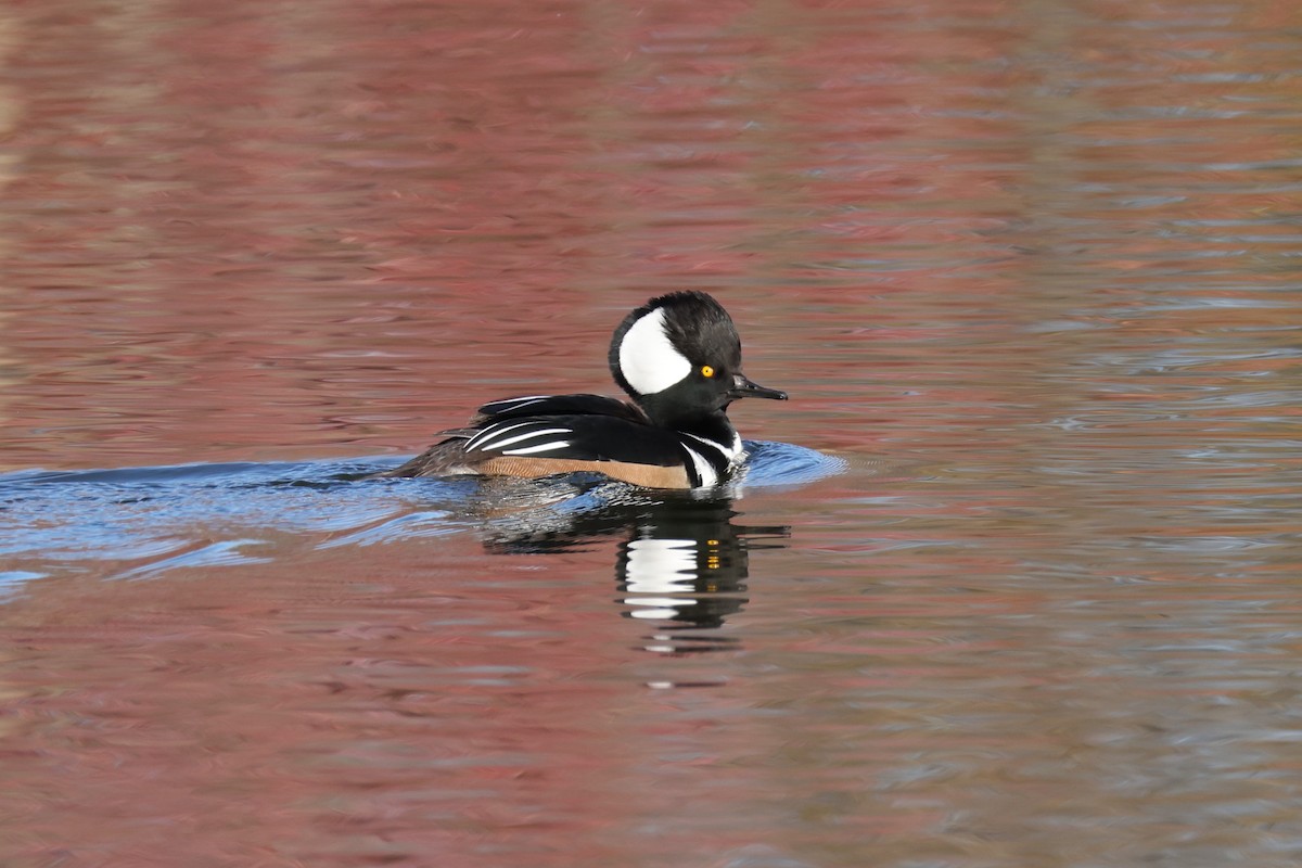 Hooded Merganser - ML645246108