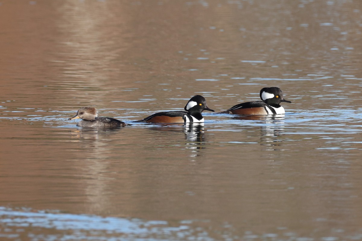 Hooded Merganser - ML645246109