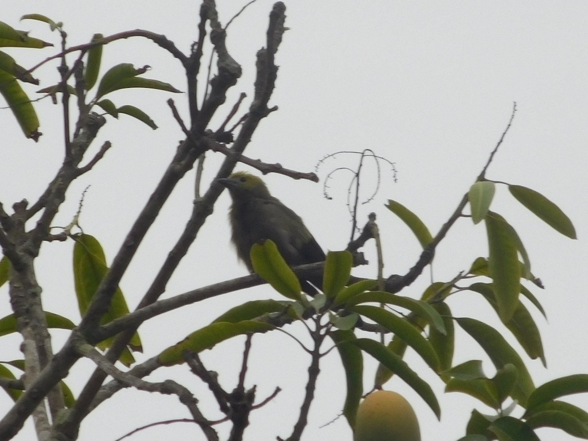 Tangara des palmiers - ML645246113