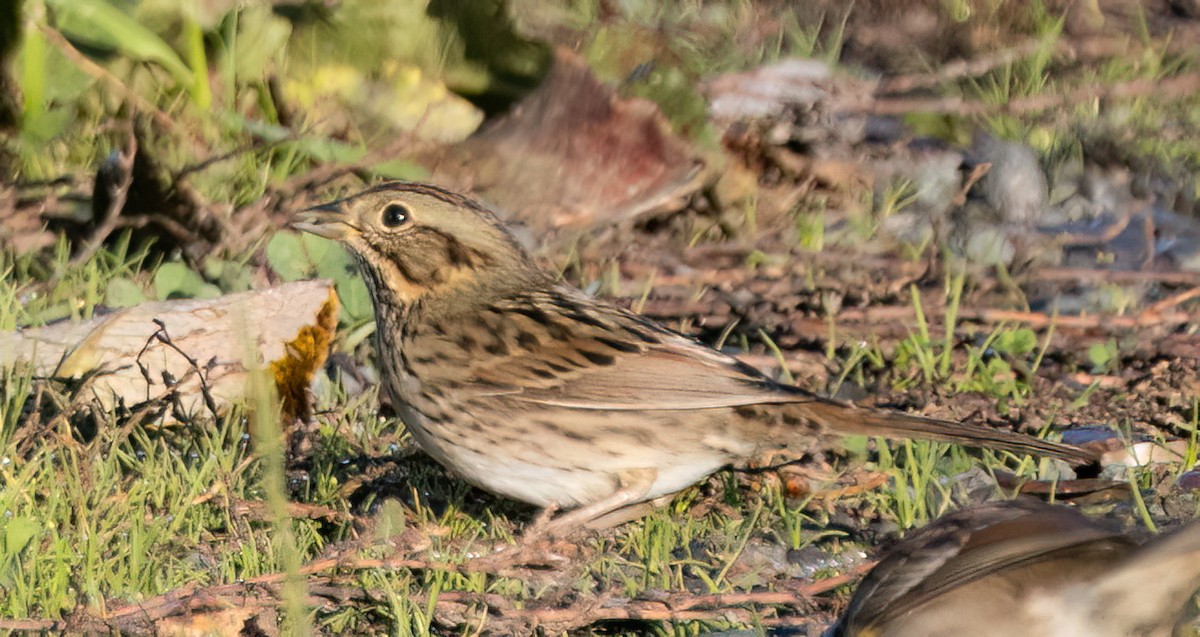 Lincoln's Sparrow - ML645246123