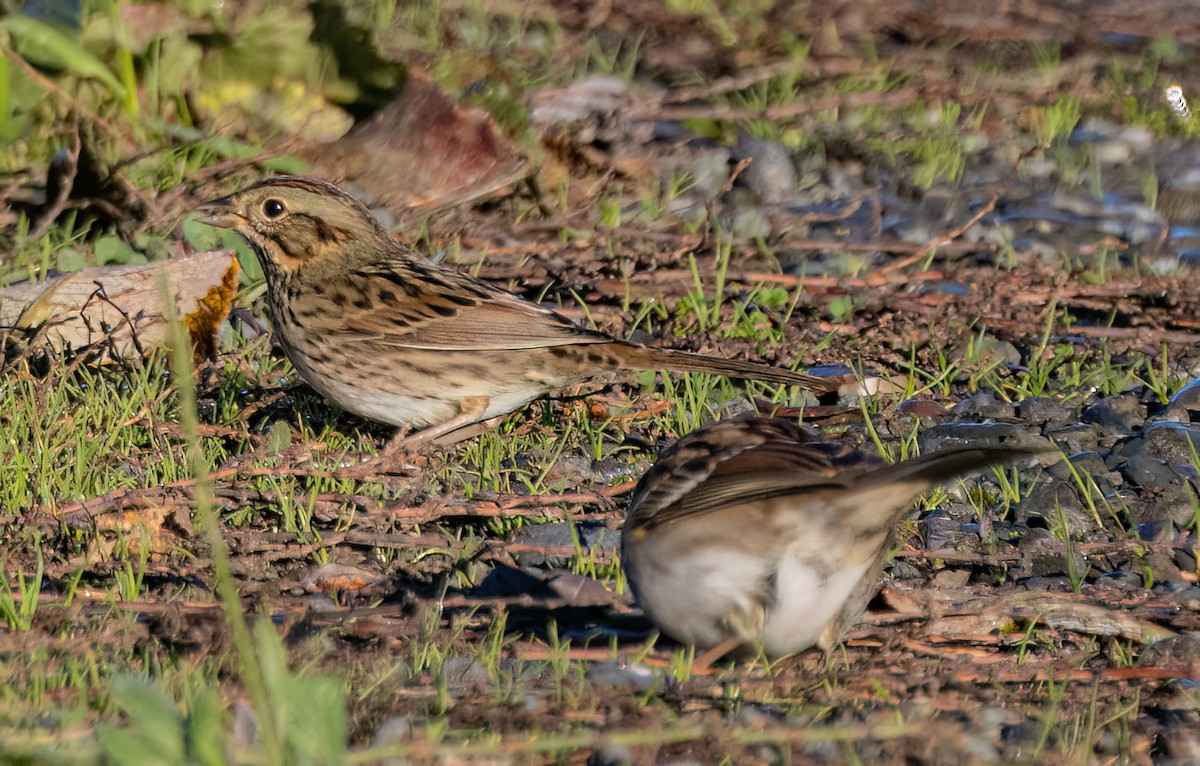 Lincoln's Sparrow - ML645246124