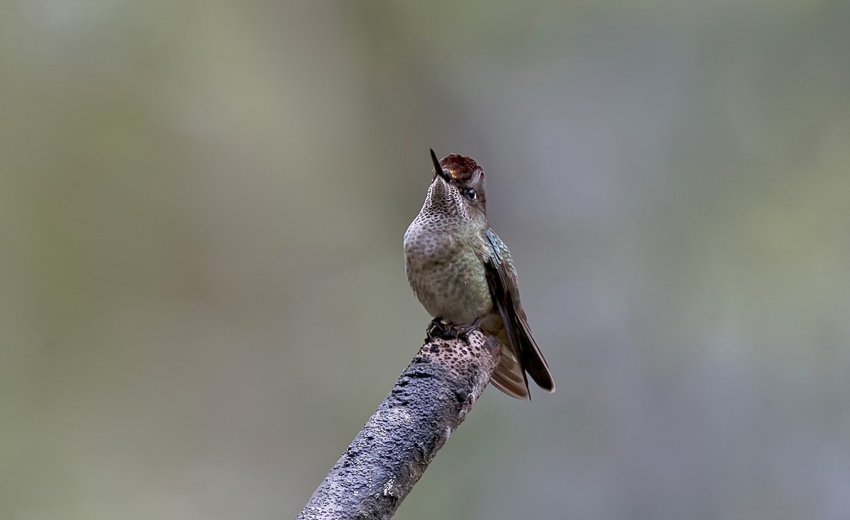 ベニイタダキハチドリ - ML645246125