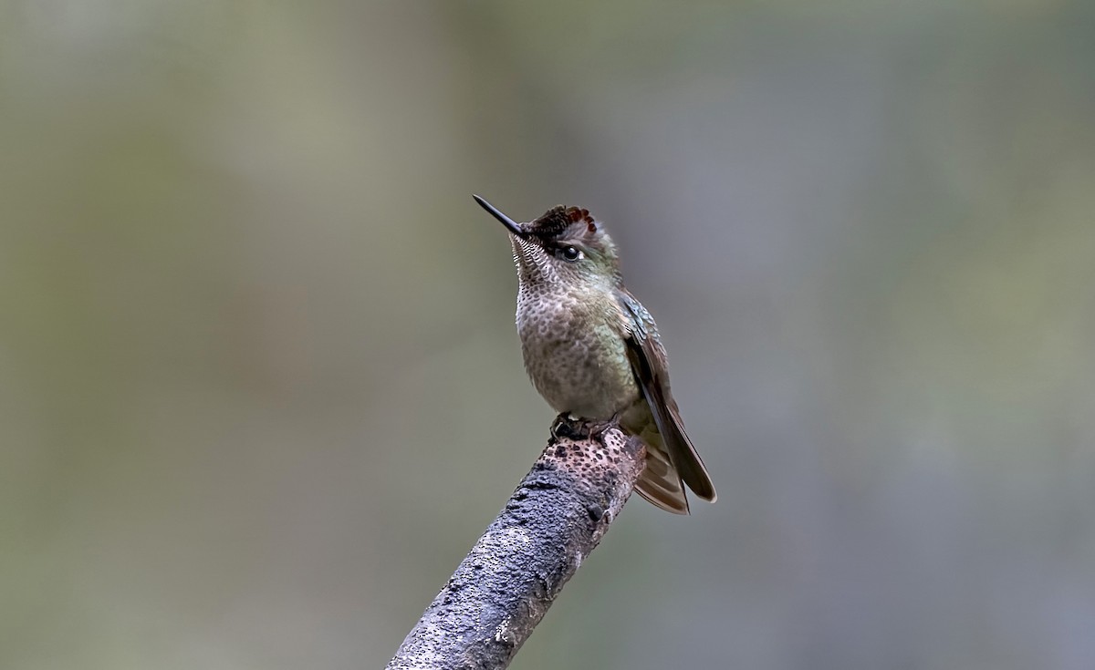 ベニイタダキハチドリ - ML645246126