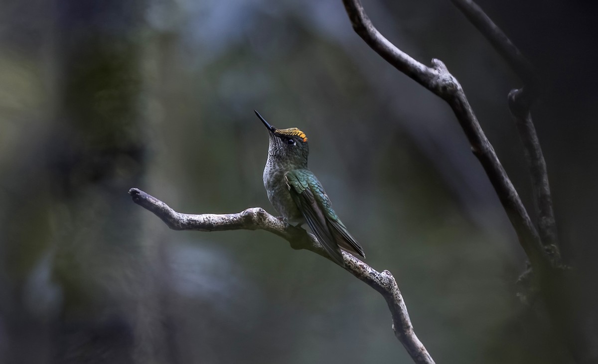 ベニイタダキハチドリ - ML645246127