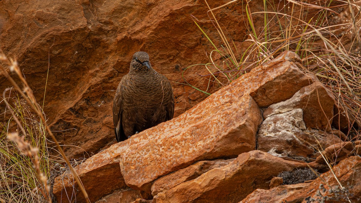 Белокрылый каменный голубь - ML645246129