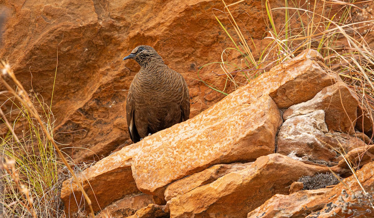 Белокрылый каменный голубь - ML645246130