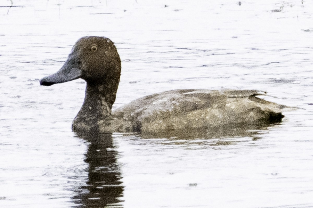 Redhead - ML645246136