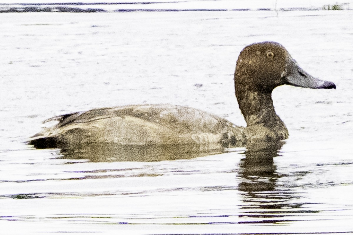 Redhead - ML645246138