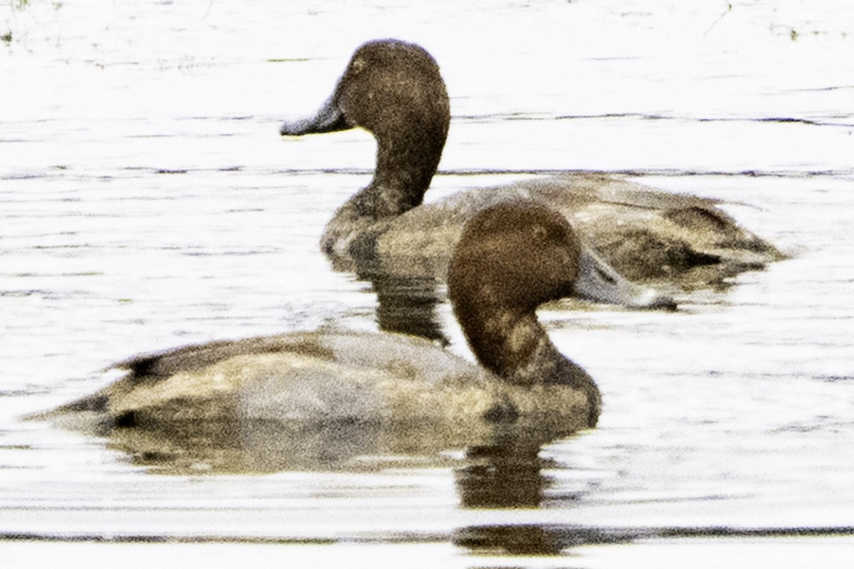 Redhead - ML645246139