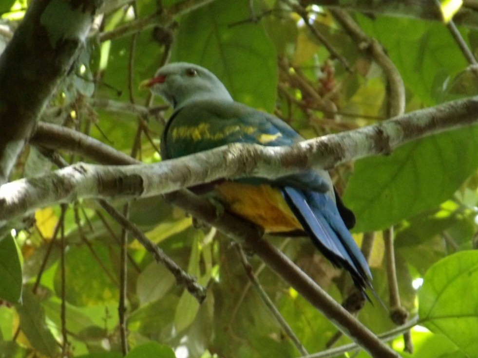 Wompoo Fruit-Dove - ML645246142