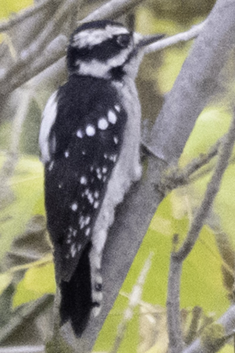 Downy Woodpecker - ML645246157