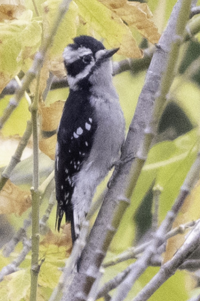 Downy Woodpecker - ML645246158
