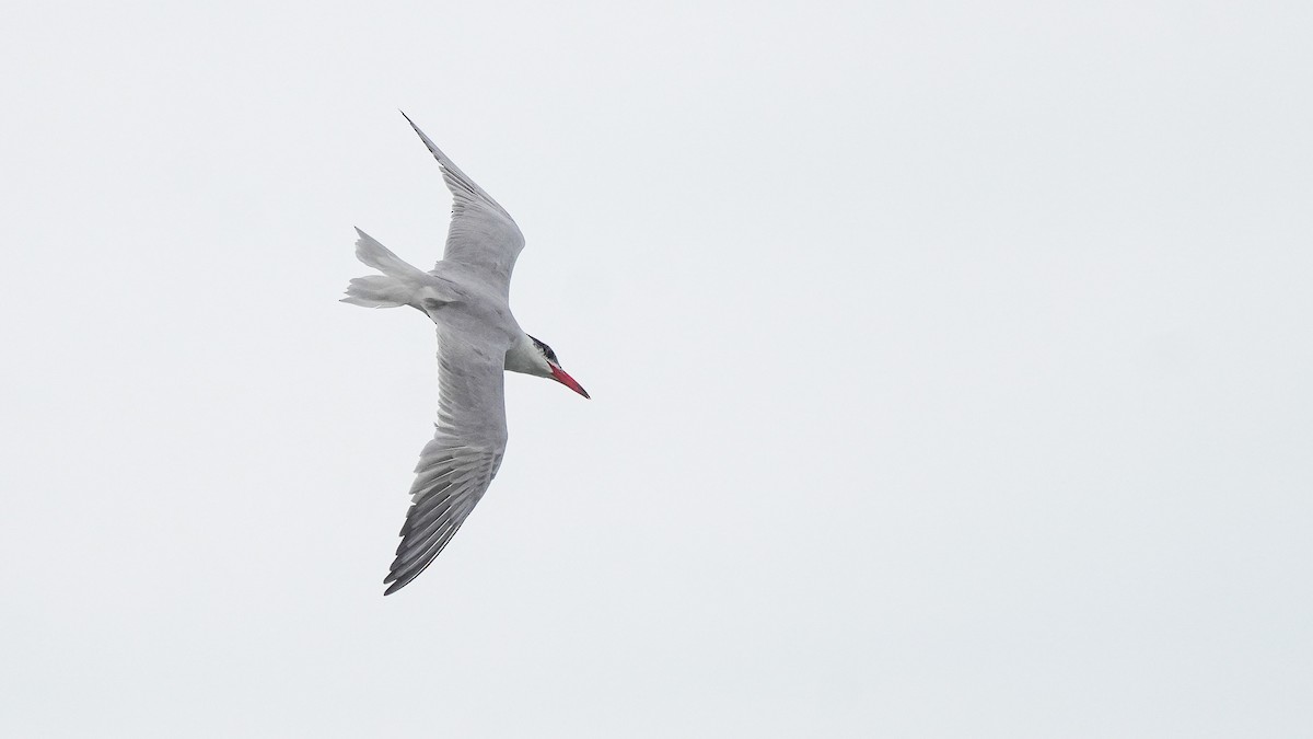 Крячок каспійський - ML645246179