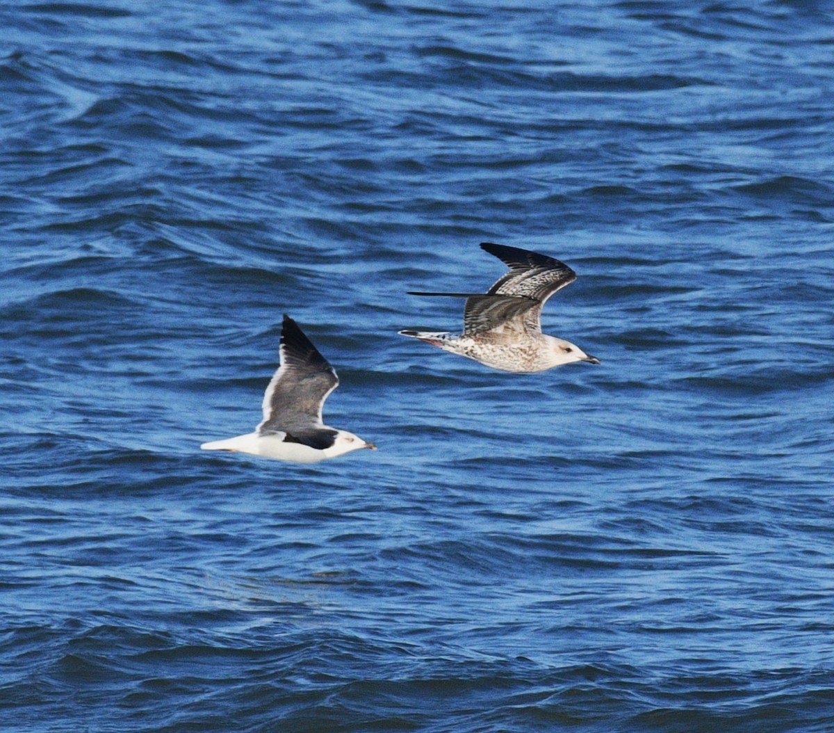 Zafferano - ML645246182