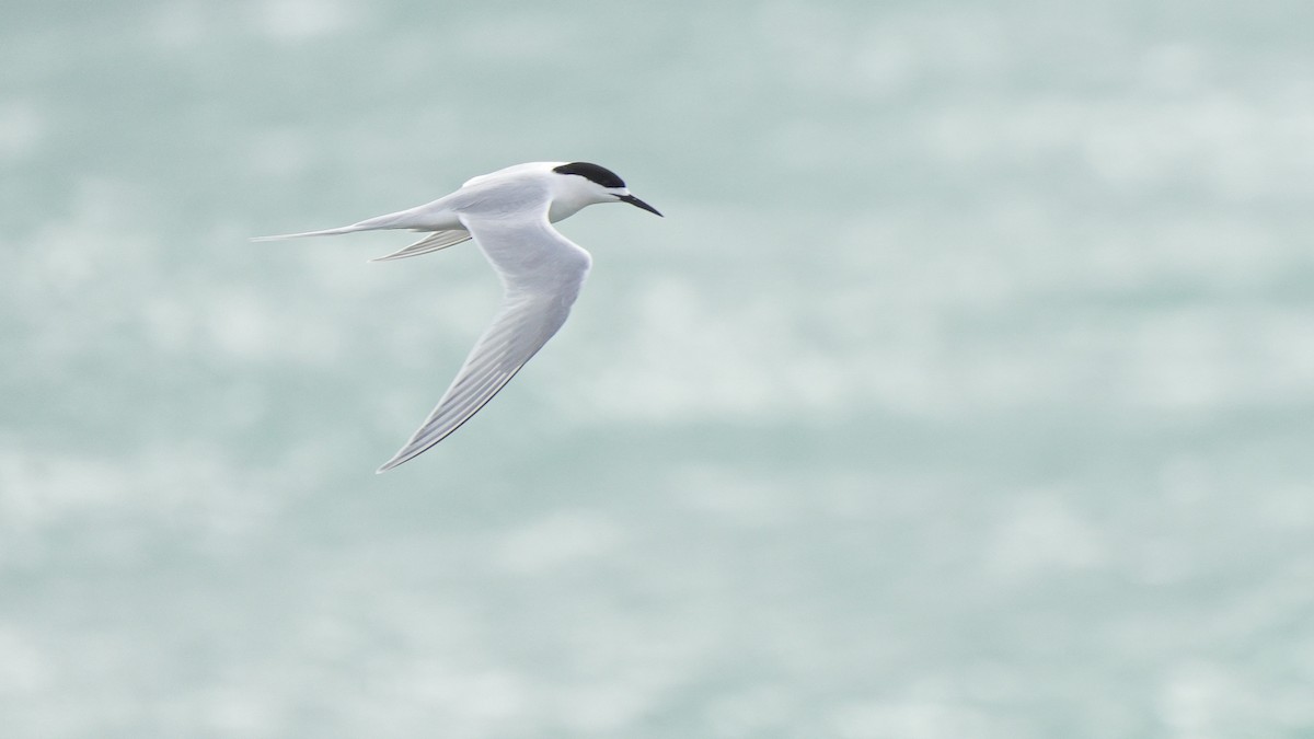 Крячок білолобий - ML645246184