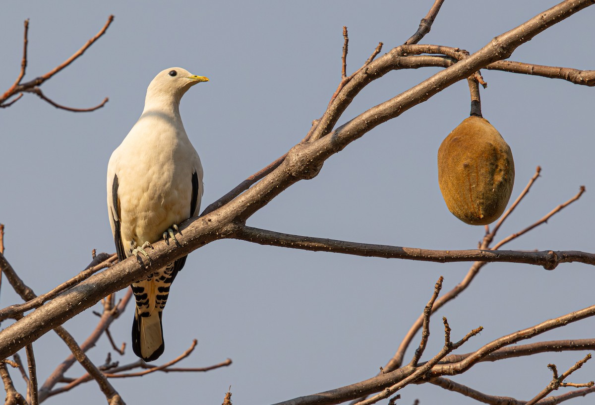 Carpophage argenté - ML645246188