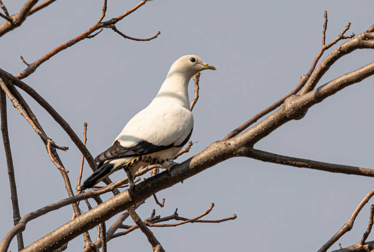 Carpophage argenté - ML645246189