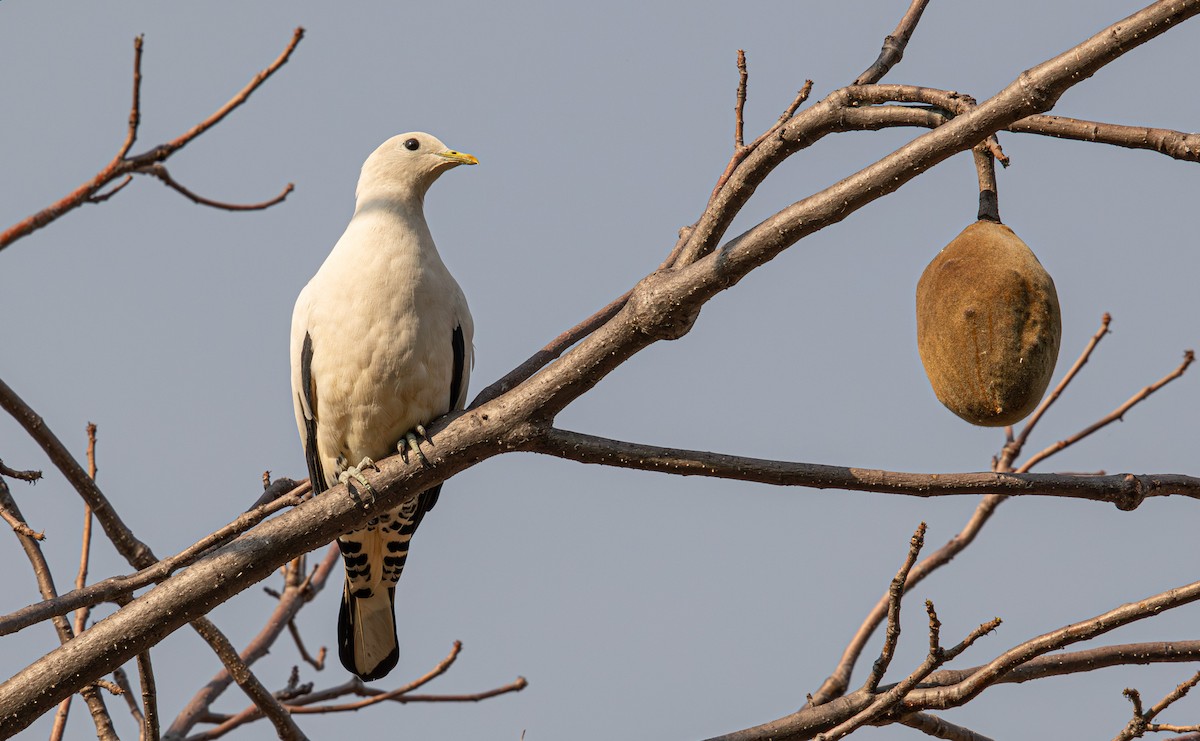 Carpophage argenté - ML645246190