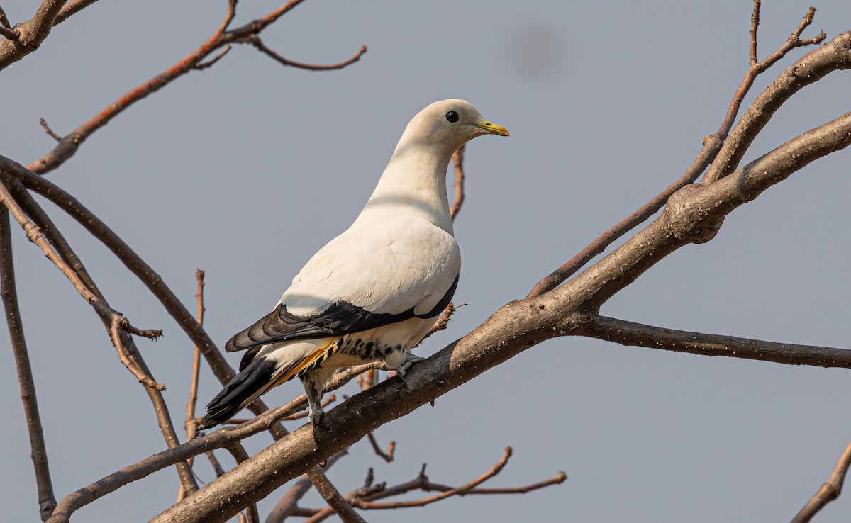 Carpophage argenté - ML645246191