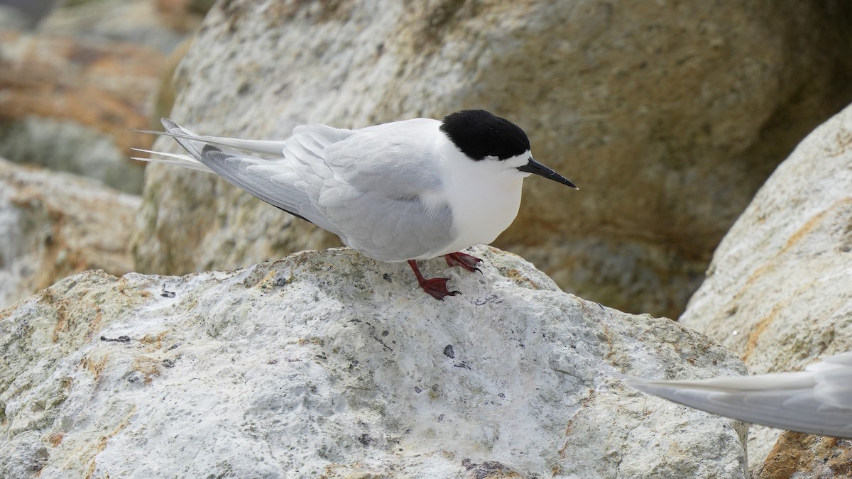 Крячок білолобий - ML645246196