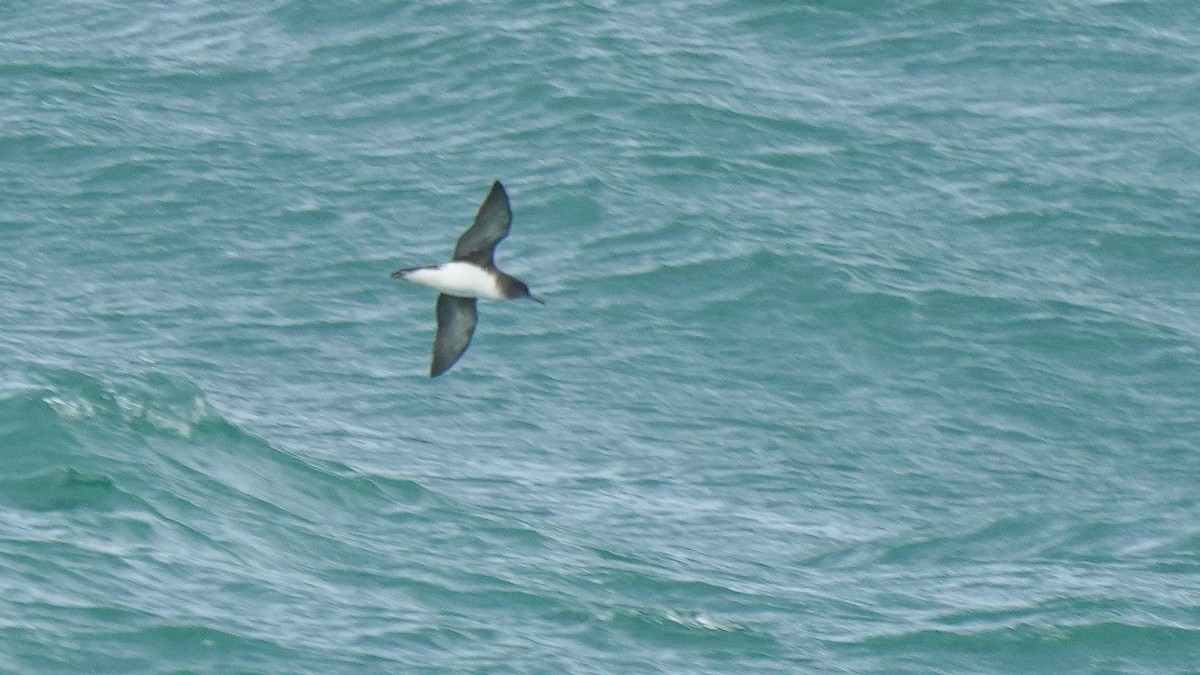 Буревісник Гутона - ML645246203