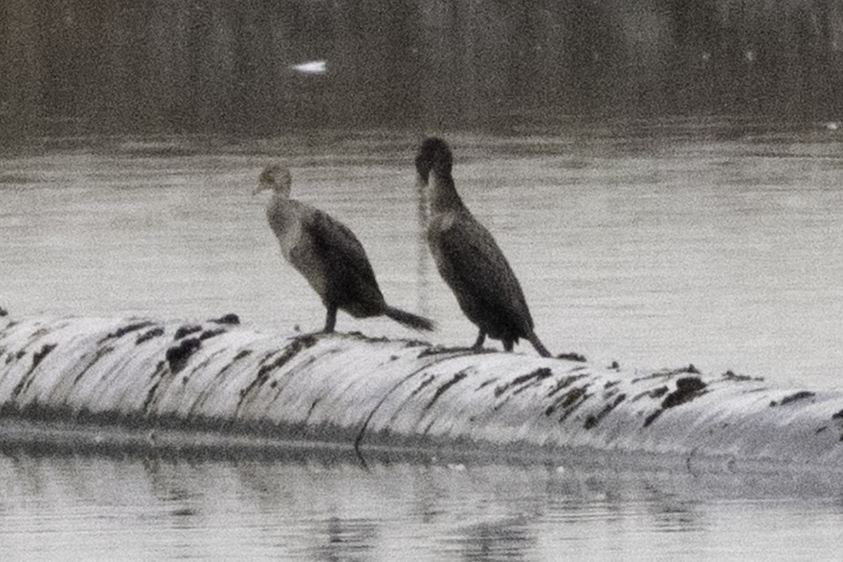 Cormoran à aigrettes - ML645246211