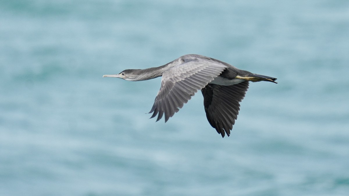 Баклан бурий - ML645246214