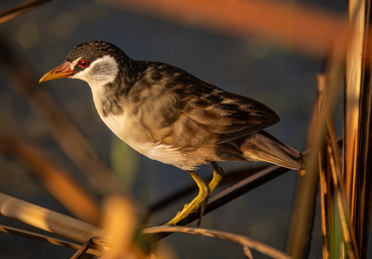 White-browed Crake - ML645246222