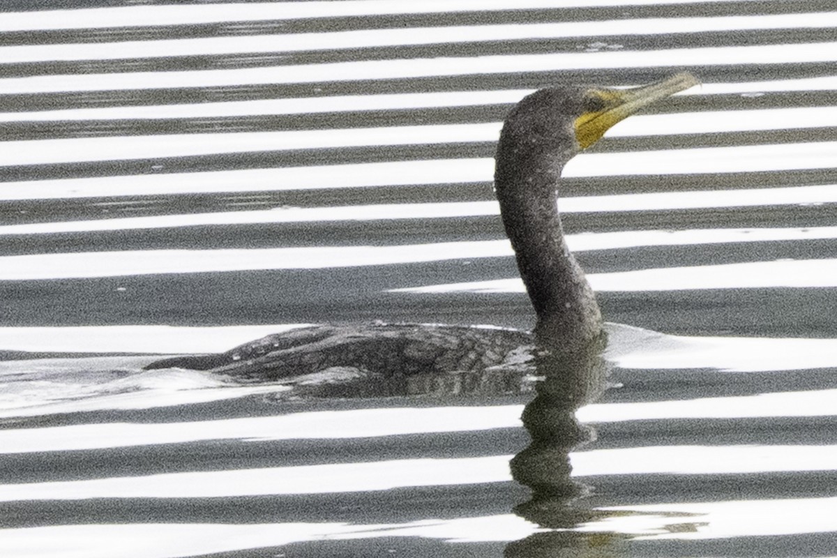 Cormoran à aigrettes - ML645246228